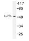 Interleukin 7 Receptor antibody, AP01223PU-N, Origene, Western Blot image 