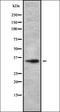 Olfactory Receptor Family 1 Subfamily D Member 4 (Gene/Pseudogene) antibody, orb337485, Biorbyt, Western Blot image 