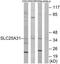 Solute Carrier Family 25 Member 31 antibody, TA315869, Origene, Western Blot image 