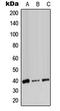 Alcohol Dehydrogenase 7 (Class IV), Mu Or Sigma Polypeptide antibody, LS-C351795, Lifespan Biosciences, Western Blot image 