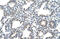 Sodium/bile acid cotransporter 5 antibody, 29-904, ProSci, Immunohistochemistry frozen image 