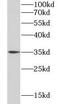 BCL2 Like 1 antibody, FNab00843, FineTest, Western Blot image 