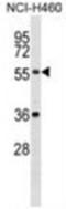 XK Related X-Linked antibody, AP54586PU-N, Origene, Western Blot image 
