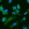 5'-Nucleotidase Ecto antibody, NBP1-85740, Novus Biologicals, Immunofluorescence image 