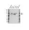 Ran GTPase Activating Protein 1 antibody, VPA00866, Bio-Rad (formerly AbD Serotec) , Western Blot image 
