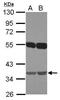 Embigin antibody, PA5-31922, Invitrogen Antibodies, Western Blot image 