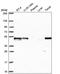GA Binding Protein Transcription Factor Subunit Beta 1 antibody, PA5-66923, Invitrogen Antibodies, Western Blot image 