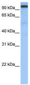 Cleavage And Polyadenylation Specific Factor 2 antibody, TA343850, Origene, Western Blot image 