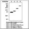GST antibody, LS-C62291, Lifespan Biosciences, Western Blot image 