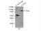 Cell Cycle Progression 1 antibody, 13861-1-AP, Proteintech Group, Immunoprecipitation image 