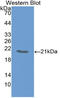 Tumor Necrosis Factor antibody, LS-C296860, Lifespan Biosciences, Western Blot image 