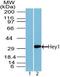 Hes Related Family BHLH Transcription Factor With YRPW Motif 1 antibody, PA5-23484, Invitrogen Antibodies, Western Blot image 