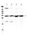 Ribosomal Protein S6 antibody, A01567-1, Boster Biological Technology, Western Blot image 