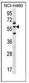 Leucine Zipper And EF-Hand Containing Transmembrane Protein 2 antibody, AP52466PU-N, Origene, Western Blot image 