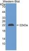 Lipocalin 2 antibody, LS-C663671, Lifespan Biosciences, Western Blot image 