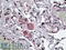 Neuropeptide Y Receptor Y5 antibody, 45-960, ProSci, Enzyme Linked Immunosorbent Assay image 