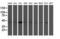 NudE Neurodevelopment Protein 1 Like 1 antibody, LS-C173040, Lifespan Biosciences, Western Blot image 