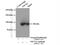 NOP2/Sun RNA Methyltransferase 2 antibody, 20854-1-AP, Proteintech Group, Immunoprecipitation image 