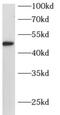 ARC/ARG3.1 antibody, FNab00524, FineTest, Western Blot image 