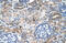 Solute Carrier Family 14 Member 1 (Kidd Blood Group) antibody, 30-354, ProSci, Immunohistochemistry frozen image 