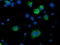 IlvB Acetolactate Synthase Like antibody, TA503081, Origene, Immunofluorescence image 