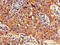 G Protein Subunit Beta 4 antibody, orb52046, Biorbyt, Immunohistochemistry paraffin image 