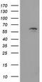 Exonuclease 3'-5' Domain Containing 1 antibody, LS-C172362, Lifespan Biosciences, Western Blot image 