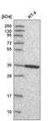 Annexin A8 antibody, HPA047451, Atlas Antibodies, Western Blot image 