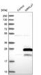 Mitochondrial Ribosomal Protein L47 antibody, HPA037553, Atlas Antibodies, Western Blot image 
