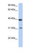 Ribosomal Protein SA antibody, orb330770, Biorbyt, Western Blot image 