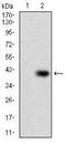 Papilin, Proteoglycan Like Sulfated Glycoprotein antibody, NBP2-37321, Novus Biologicals, Western Blot image 