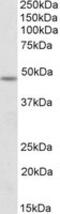 POU domain, class 3, transcription factor 3 antibody, MBS422364, MyBioSource, Western Blot image 