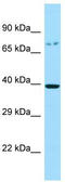 G Protein-Coupled Receptor 45 antibody, TA332011, Origene, Western Blot image 