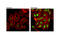 Histone H3 antibody, 42599S, Cell Signaling Technology, Immunocytochemistry image 