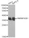Heterogeneous Nuclear Ribonucleoprotein A2/B1 antibody, A1162, ABclonal Technology, Western Blot image 