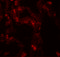 Aromatic-L-amino-acid decarboxylase antibody, 7447, ProSci Inc, Immunofluorescence image 