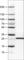 Succinate dehydrogenase [ubiquinone] iron-sulfur subunit, mitochondrial antibody, AMAb90708, Atlas Antibodies, Western Blot image 