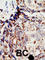 BRCA1 Associated Protein 1 antibody, abx031561, Abbexa, Western Blot image 