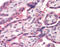 SML1 antibody, 49-985, ProSci, Immunohistochemistry frozen image 