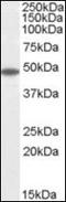Flotillin 2 antibody, orb93979, Biorbyt, Western Blot image 