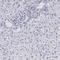 Periaxin antibody, HPA001868, Atlas Antibodies, Immunohistochemistry frozen image 
