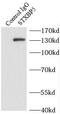 Syntaxin-binding protein 5 antibody, FNab08364, FineTest, Immunoprecipitation image 