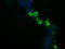 NF-kappa-B inhibitor-interacting Ras-like protein 1 antibody, LS-C174360, Lifespan Biosciences, Immunofluorescence image 