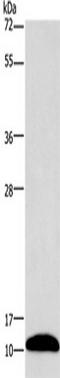 Purkinje cell protein 4 antibody, TA349214, Origene, Western Blot image 