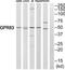 G Protein-Coupled Receptor 83 antibody, TA315120, Origene, Western Blot image 