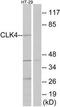 CDC Like Kinase 4 antibody, TA315657, Origene, Western Blot image 