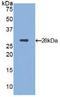Integrin Subunit Alpha D antibody, MBS2015653, MyBioSource, Western Blot image 