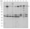 Fucose Kinase antibody, MA5-15847, Invitrogen Antibodies, Western Blot image 