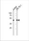 ECSIT Signalling Integrator antibody, TA324573, Origene, Western Blot image 