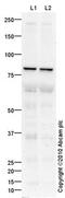 Lysyl Oxidase Like 4 antibody, ab88186, Abcam, Western Blot image 